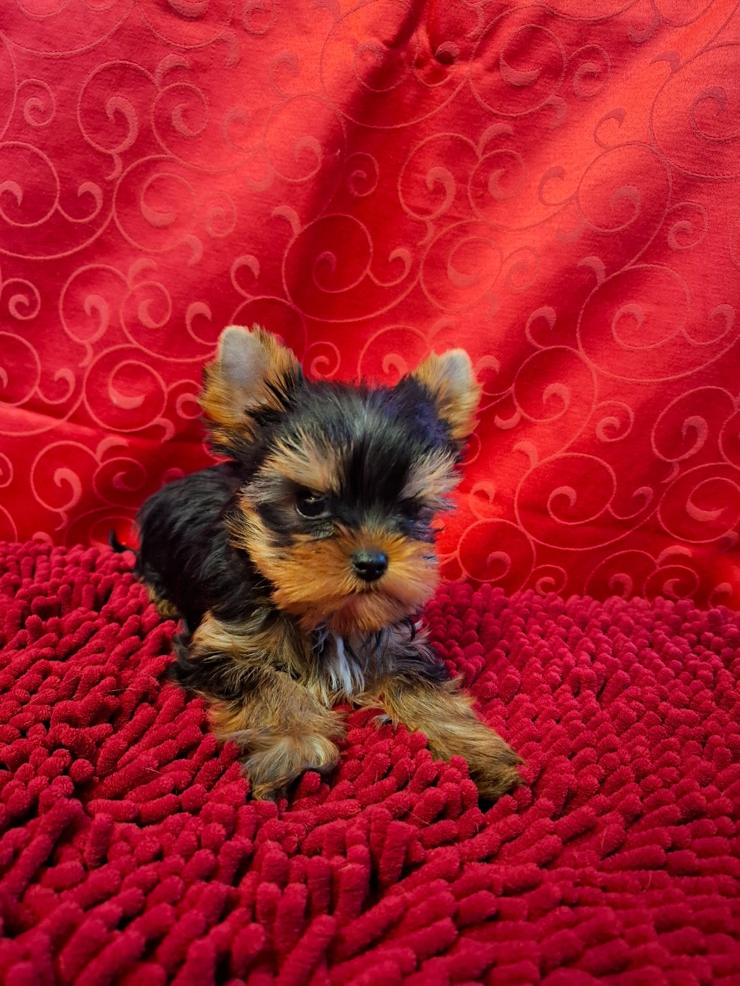 Des Perles De Joie - Chiots disponibles - Yorkshire Terrier