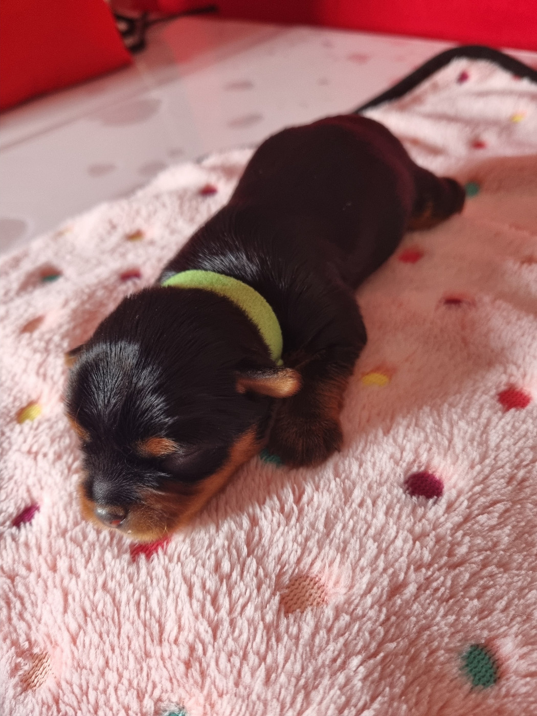 Des Perles De Joie - Chiots disponibles - Yorkshire Terrier
