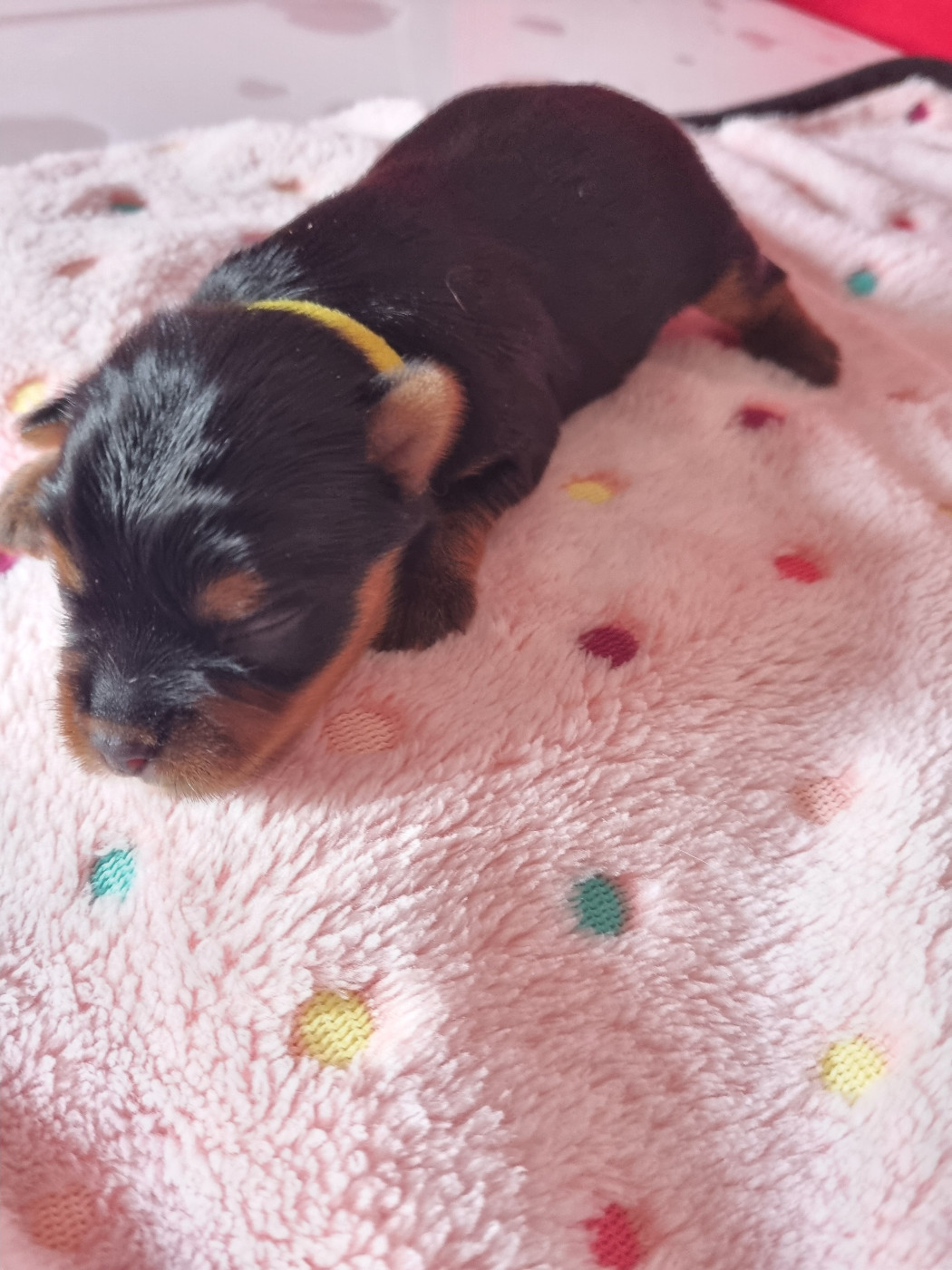 Des Perles De Joie - Chiots disponibles - Yorkshire Terrier