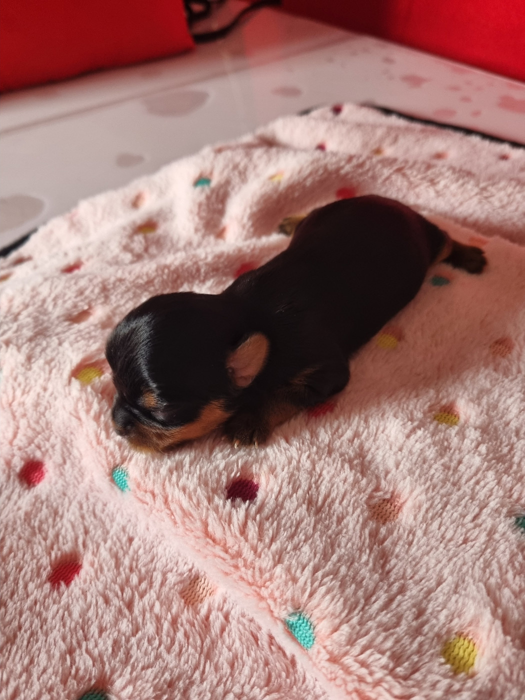 Des Perles De Joie - Chiots disponibles - Yorkshire Terrier