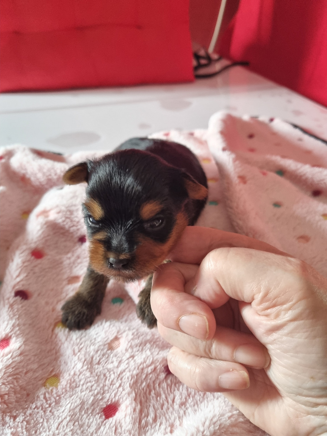Des Perles De Joie - Chiots disponibles - Yorkshire Terrier
