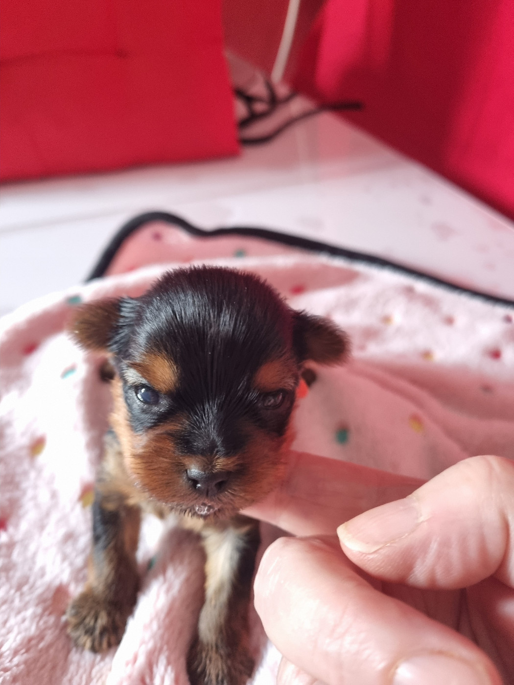 Des Perles De Joie - Chiots disponibles - Yorkshire Terrier