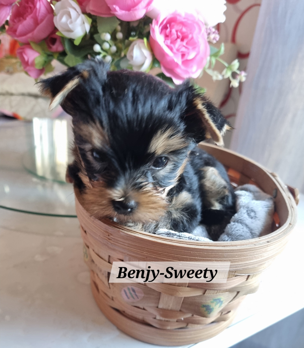 Des Perles De Joie - Chiots disponibles - Yorkshire Terrier