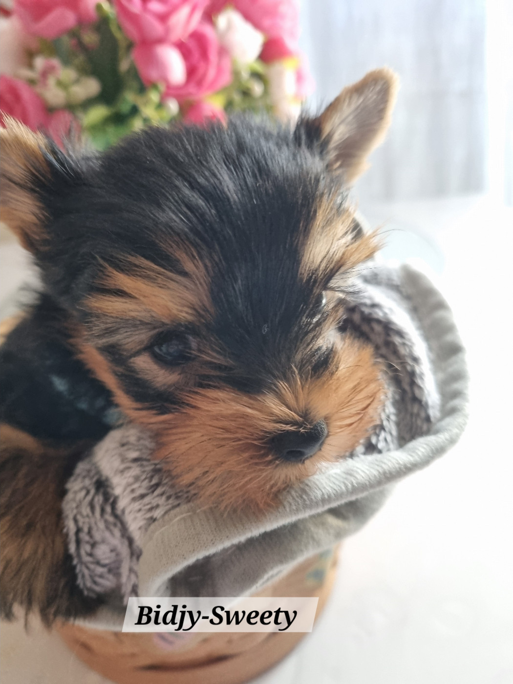 Des Perles De Joie - Chiots disponibles - Yorkshire Terrier
