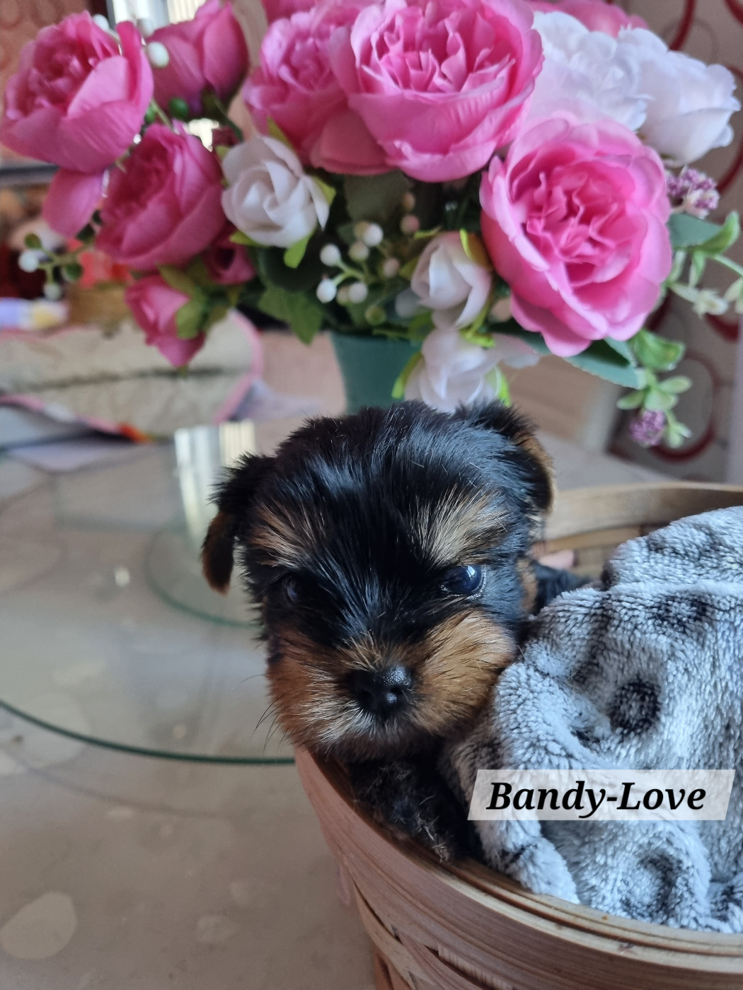Des Perles De Joie - Chiots disponibles - Yorkshire Terrier