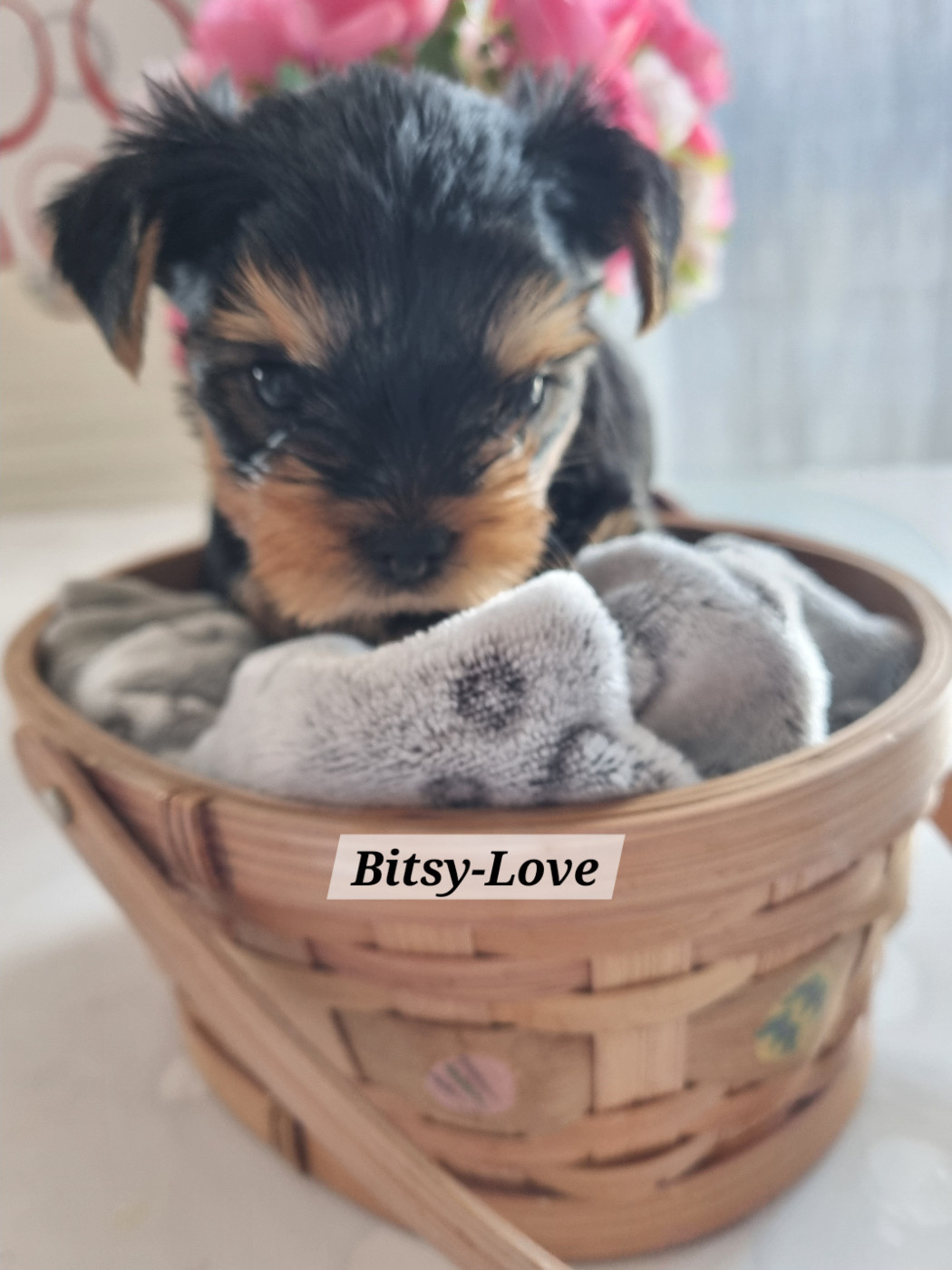 Des Perles De Joie - Chiots disponibles - Yorkshire Terrier