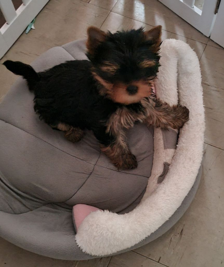 Des Perles De Joie - Chiots disponibles - Yorkshire Terrier